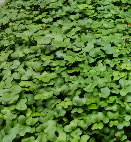 Microgreens - Mustard
