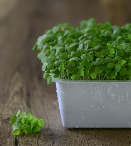 Arugula Microgreens