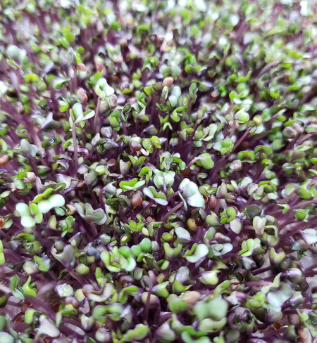 Microgreens - Cabbage