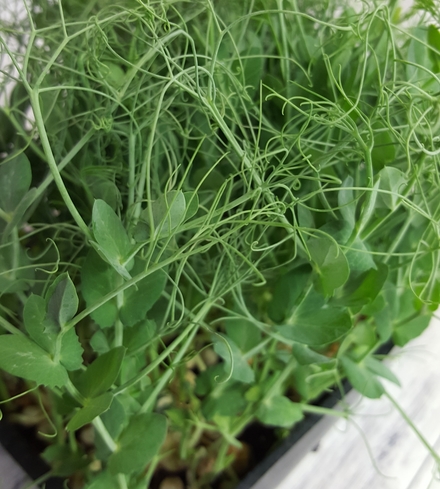 Feisty Pea (Pea Tendrils)