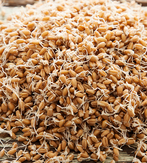 Organic Sprouted Wheat
