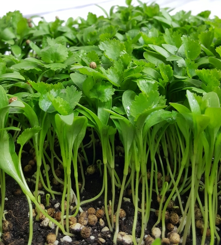 Cilantro Microgreens