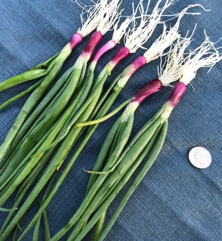 Deep Purple Scallions