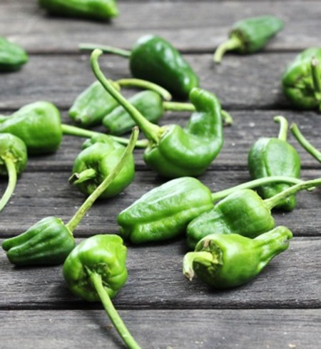 Padron Peppers