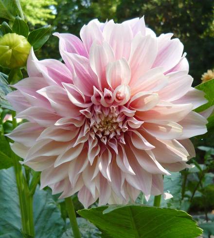 Dahlias +6" blooms