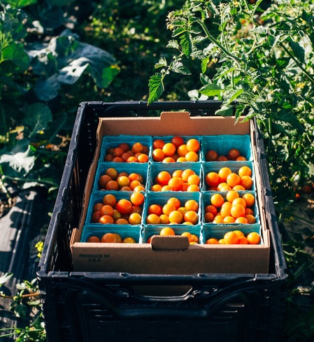 CSA Farm Share