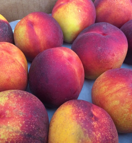 Nectarines