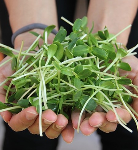 Microgreens - Sunflower