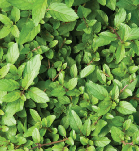 Herbs, Mint