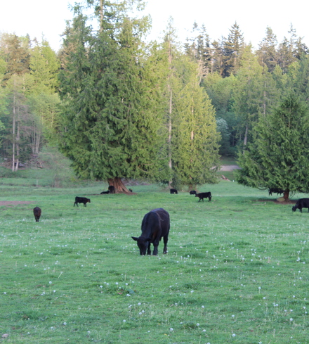 Angus Whole Beef Deposit