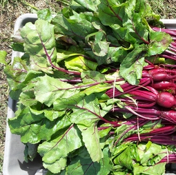 Plante Family Farm
