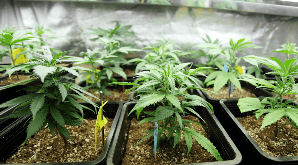 You can now legally buy cannabis plants in Canada Grow