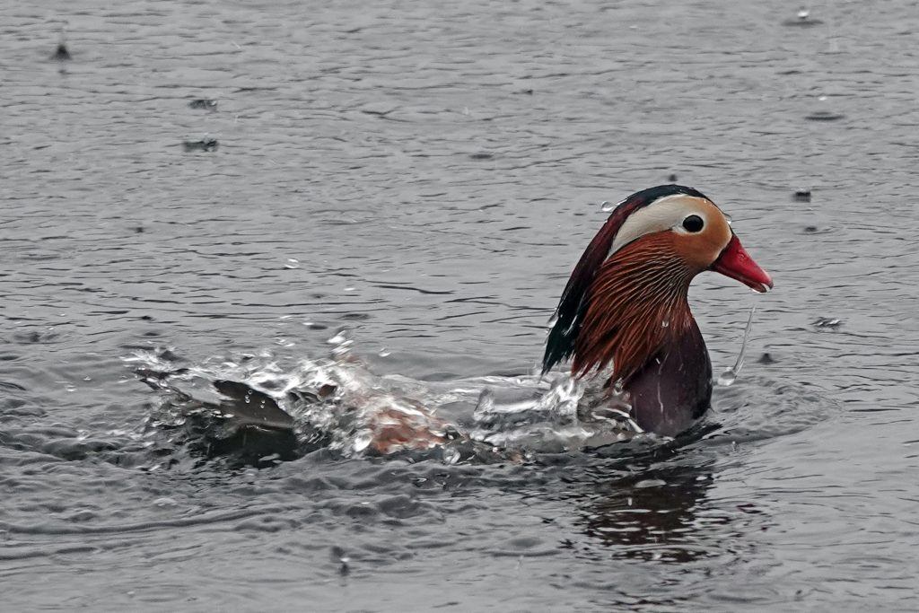 Elusive 'world's most beautiful duck' returns to Metro Vancouver waters