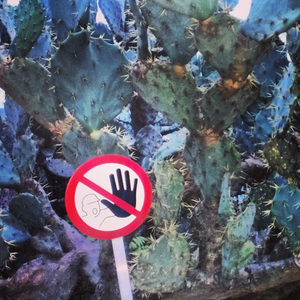 Say no to cactus!! #elanchina2