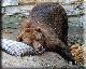 Sleeping Bear