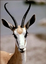Antelope