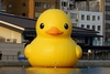 10-4 Rubber Ducky