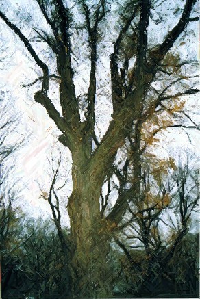 Miscellaneous Pictures