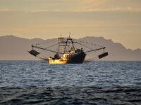 Shrimp Trawler - Photo by Maria Johnson Shrimp Trawler - Photo by Maria Johnson