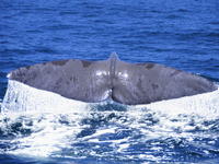 Fin Whale fluke - Photo by Naomi Blinick Fin Whale fluke - Photo by Naomi Blinick