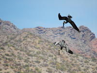Brown Pelicans in dive - Photo by Maria Johnson Brown Pelicans in dive - Photo by Maria Johnson