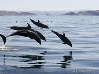 Family of Bottlenose Dolphin - Photo by Hector Pérez Puig Family of Bottlenose Dolphin - Photo by Hector Pérez Puig