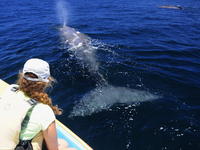Up close and personal with a whale - Photo by Naomi Blinick Up close and personal with a whale - Photo by Naomi Blinick