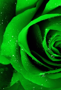 Book cover image for The Color Green