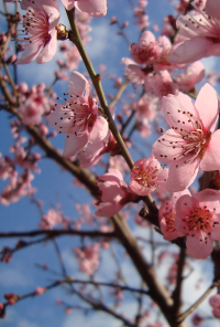 Book cover image for The Birth of the Lights