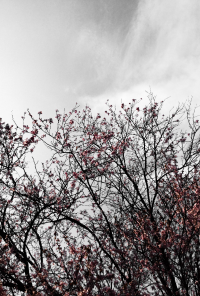 Book cover image for Flashback