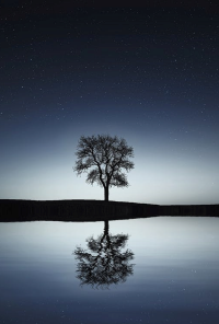 Book cover image for Poor E-Tree