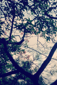 Book cover image for Trying and Dying