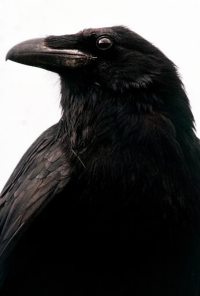 Book cover image for The Night Hall