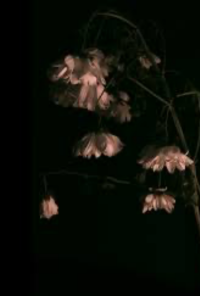 Book cover image for Impromptu