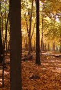 Book cover image for Jake