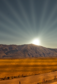 Book cover image for Cactus Bloom in Barren Deserts