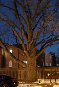 Book cover image for Yggdrasil