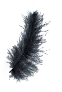 Book cover image for Capricious Haikus