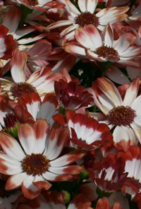 Book cover image for I Don’t Know What to Title This Book