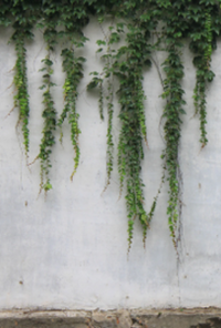 Book cover image for Through the vines you see?