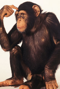 Book cover image for The Monkey: Conquest of New Rome