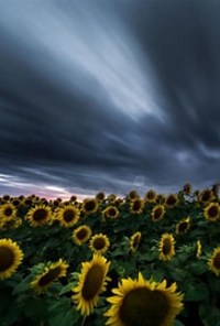 Book cover image for random poetry/prose :)