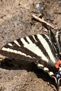 Book cover image for Love Songs For The Muses