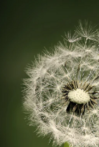 Book cover image for Fragmented Fantasies (A collection)