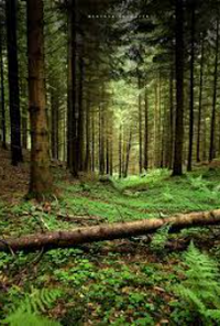 Book cover image for A Collection of Poems