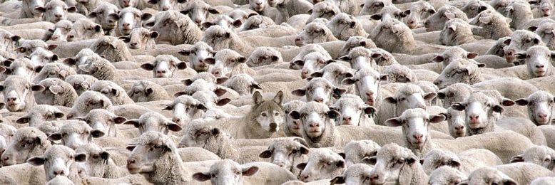 Cover image for post Wolf in Sheep's Clothing, by mdwinell