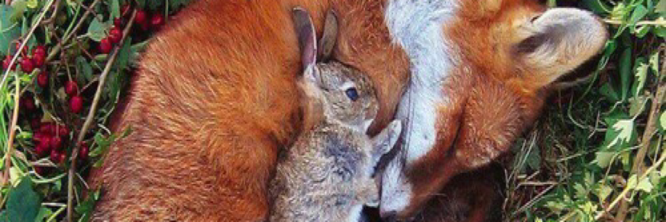 Cover image for post Ideal life, by Vyxyn