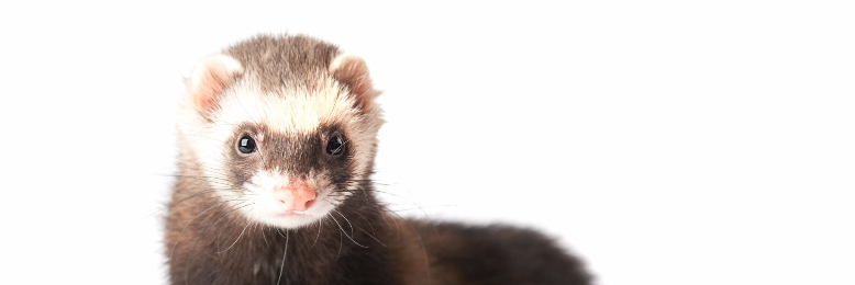 Cover image for post The Ferret, by ferretlover123