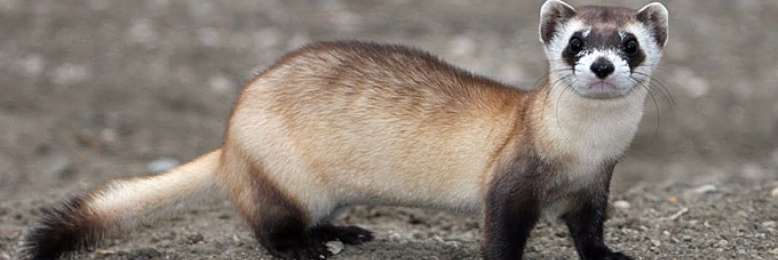 Cover image for post Ferret, Ferret, Scuttling Bright, by ferretlover123