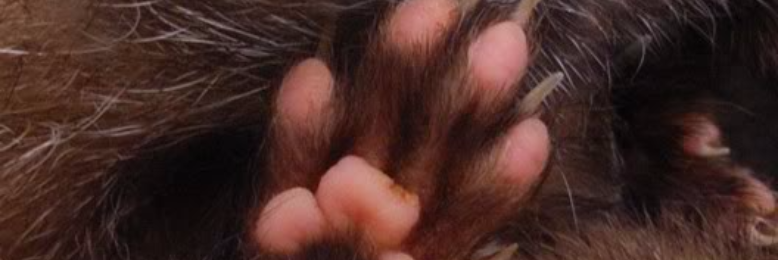 Cover image for post Spring is Like a Perhaps Paw, by ferretlover123